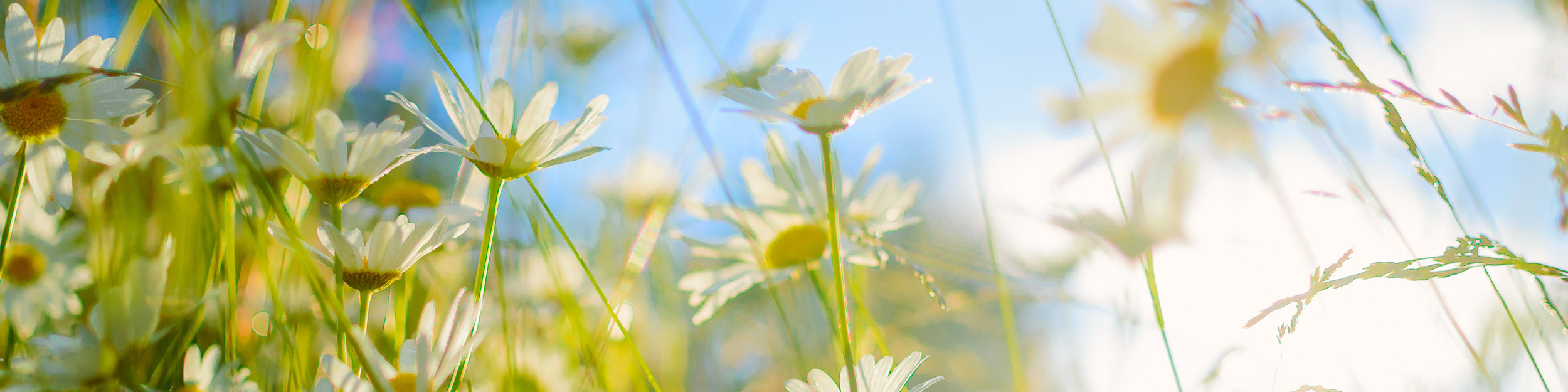  Panorama_blumen.jpg