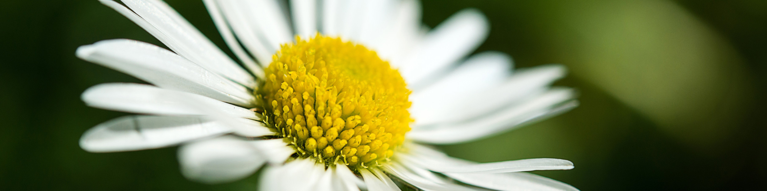 flower, yellow, white, background, daisy, camomile, floral, flora, plant, garden, petal, infusion Gaensebluemchen_dunkel.jpg